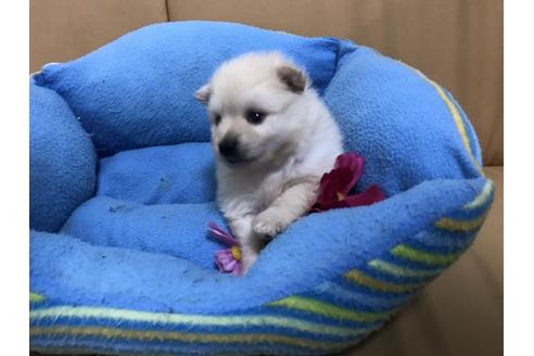 成約済の栃木県のポメラニアン-37892の1枚目