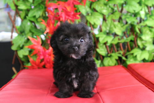 成約済の京都府のチワプー:チワワ×トイプードル-34982の5枚目