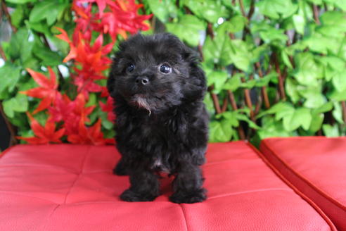 成約済の京都府のチワプー:チワワ×トイプードル-34982の4枚目