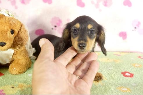 成約済の兵庫県のカニンヘンダックスフンド-34586の1枚目