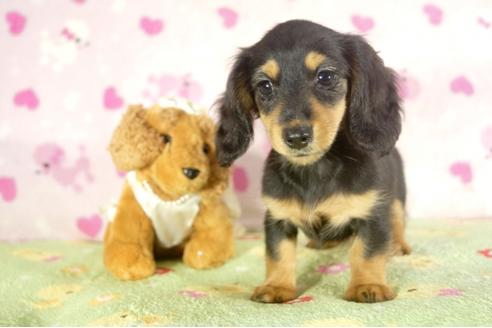 成約済の兵庫県のカニンヘンダックスフンド-34586の2枚目