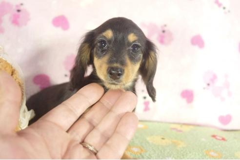 成約済の兵庫県のカニンヘンダックスフンド-34586の3枚目