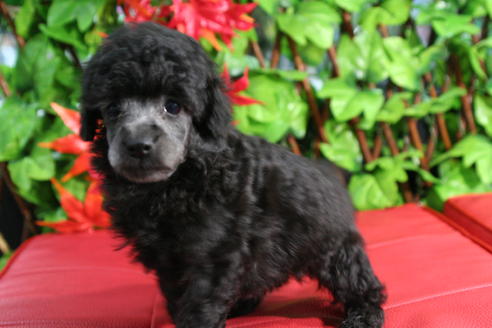 成約済の京都府のトイプードル-37904の5枚目