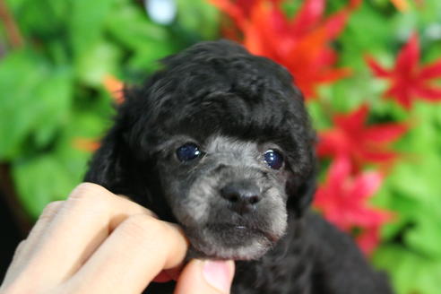 成約済の京都府のトイプードル-37904の4枚目