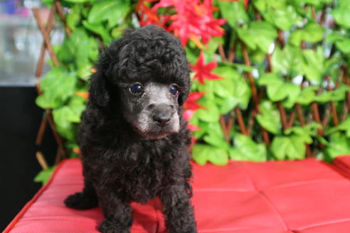 成約済の京都府のトイプードル-37904の3枚目