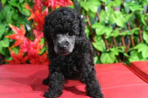 成約済の京都府のトイプードル-37904の2枚目