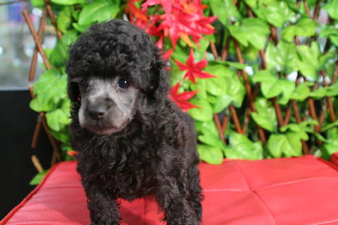 成約済の京都府のトイプードル-37904の1枚目