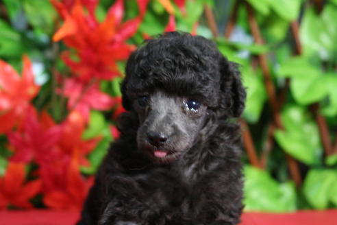 成約済の京都府のトイプードル-37905の5枚目