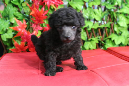 成約済の京都府のトイプードル-37905の4枚目