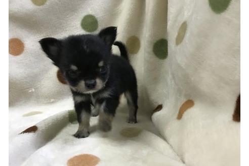成約済の岐阜県のチワワ(ロングコート)-36451の3枚目
