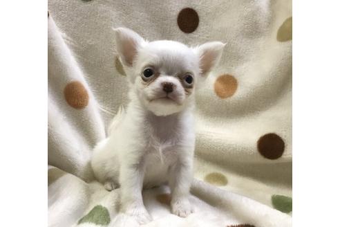 成約済の岐阜県のチワワ-35456の3枚目