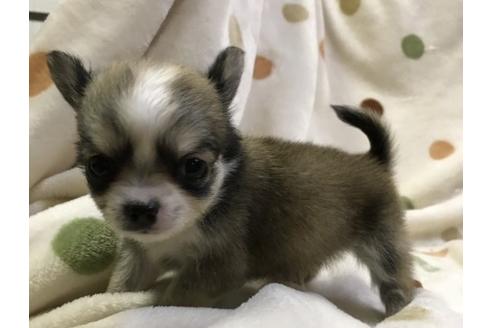 成約済の岐阜県のチワワ(ロングコート)-36450の2枚目