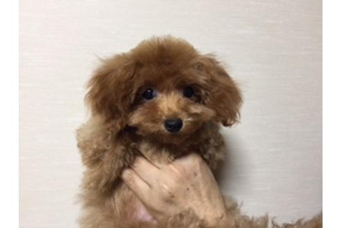 成約済の福岡県のティーカッププードル-32941の1枚目