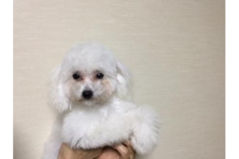 成約済の福岡県のティーカッププードル-32942の1枚目