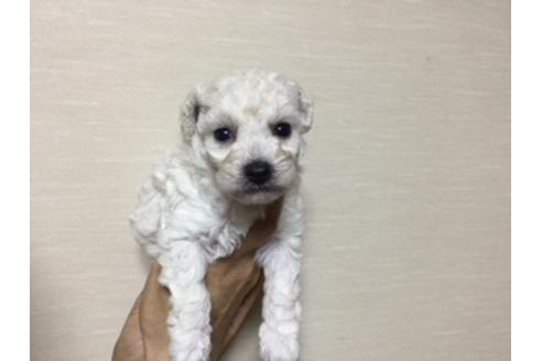 成約済の福岡県のティーカッププードル-38038の1枚目