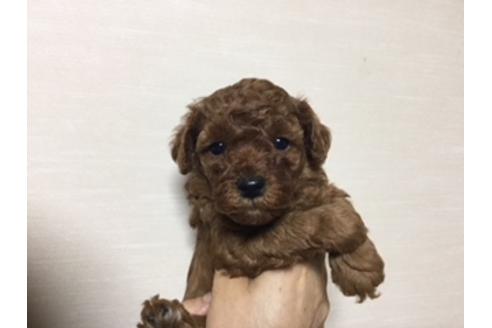 成約済の福岡県のタイニープードル-38043の1枚目
