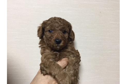 成約済の福岡県のタイニープードル-38044の1枚目