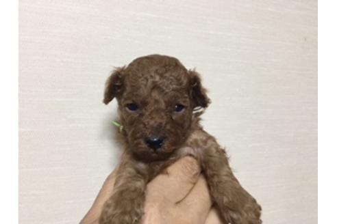 成約済の福岡県のティーカッププードル-38047の1枚目
