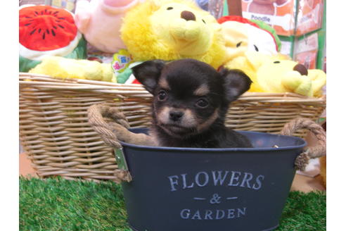 成約済の大阪府のチワワ(ロングコート)-37635の2枚目