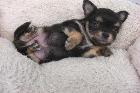 成約済の大阪府のチワワ(ロングコート)-37635の1枚目