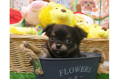 成約済の大阪府のチワワ(ロングコート)-37634の2枚目