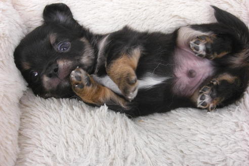 成約済の大阪府のチワワ(ロングコート)-37634の1枚目