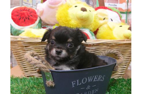 成約済の大阪府のチワワ(ロングコート)-37633の2枚目