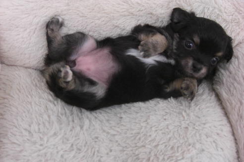 成約済の大阪府のチワワ(ロングコート)-37633の1枚目