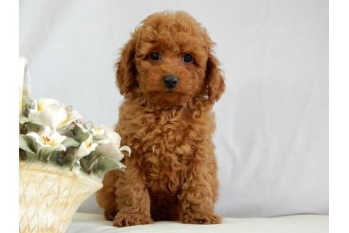 成約済の北海道のトイプードル-38094の1枚目