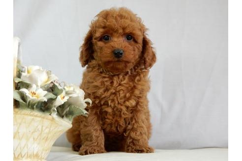 成約済の北海道のトイプードル-38094の2枚目