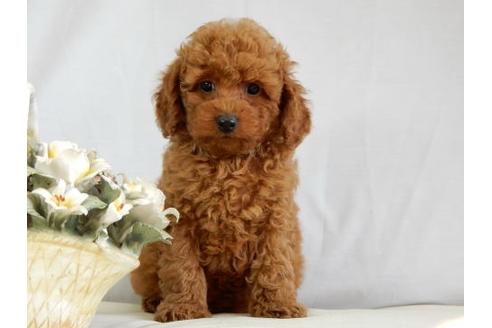 成約済の北海道のトイプードル-38094の3枚目