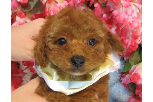 成約済の茨城県のトイプードル-38099の5枚目