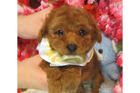 成約済の茨城県のトイプードル-38099の1枚目