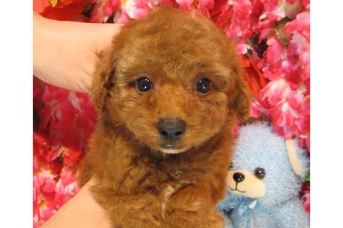 成約済の茨城県のトイプードル-38099の2枚目