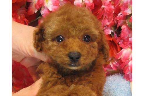 成約済の茨城県のトイプードル-38099の3枚目