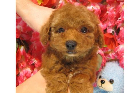 成約済の茨城県のトイプードル-38099の4枚目