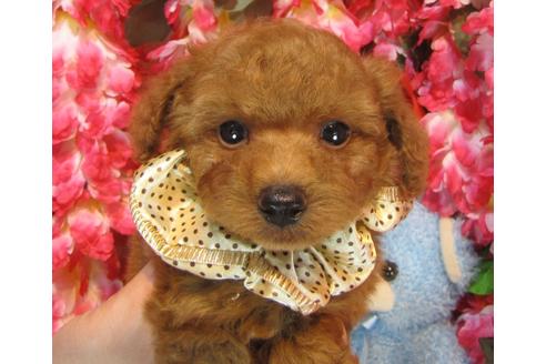 成約済の茨城県のトイプードル-38100の5枚目