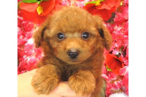 成約済の茨城県のトイプードル-38100の1枚目