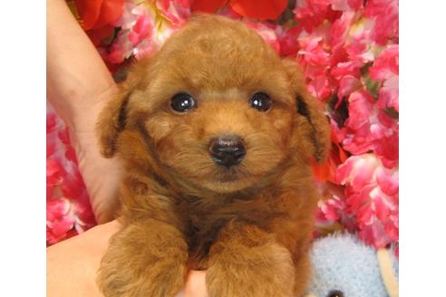 成約済の茨城県のトイプードル-38100の2枚目