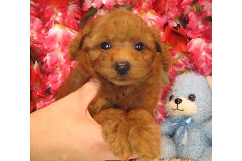 成約済の茨城県のトイプードル-38100の3枚目