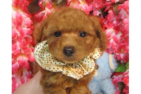 成約済の茨城県のトイプードル-38100の4枚目