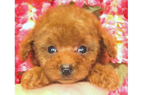 成約済の茨城県のトイプードル-38101の4枚目