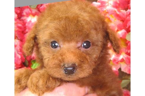 成約済の茨城県のトイプードル-38101の5枚目