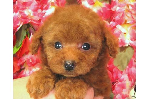 成約済の茨城県のトイプードル-38101の1枚目