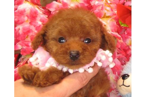 成約済の茨城県のトイプードル-38101の2枚目