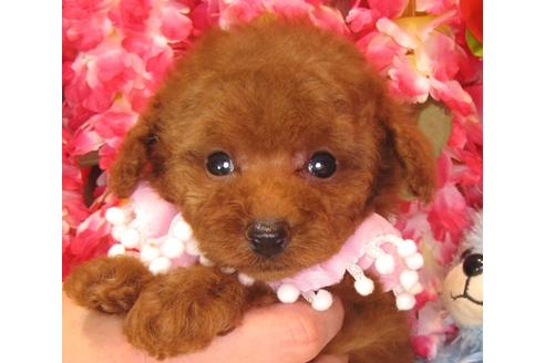 成約済の茨城県のトイプードル-38101の3枚目