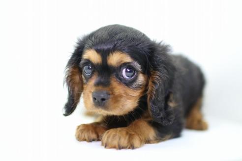 成約済の愛知県のキャバリアキングチャールズスパニエル-36180の3枚目