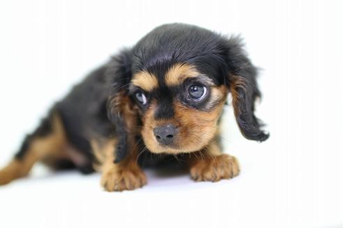 成約済の愛知県のキャバリアキングチャールズスパニエル-36180の1枚目