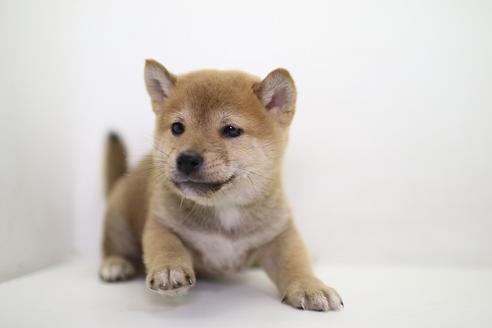成約済の愛知県の柴犬-36474の3枚目