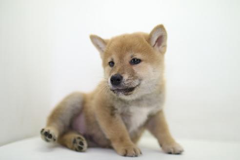 成約済の愛知県の柴犬-36474の2枚目